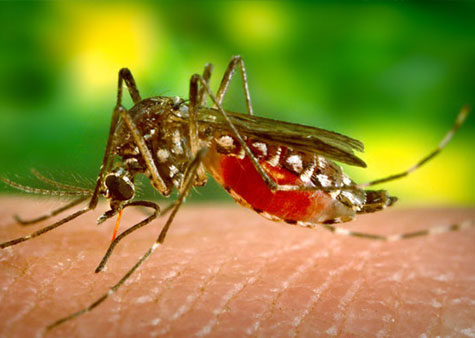 Proteção contra a Dengue, Zika e Chikungunya?